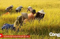 'Ai ơi bưng bát cơm đầy, dẻo thơm một hạt đắng cay muôn phần'