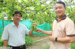 Sức bật mới trên quê hương Bác Tôn