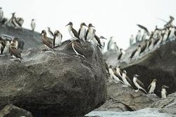 El Nino định hình hệ thống sinh thái biển