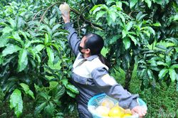 Vú sữa Hoàng Kim Mường Ảng vươn ra thị trường Hà Nội