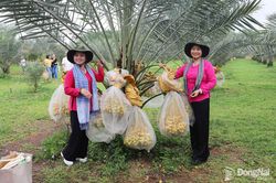 Nông dân làm đặc sản du lịch