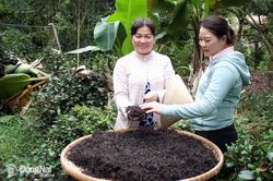 Trà Phú Hội giữ mãi hồn quê
