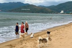 Đừng để chó thả rông thành mối họa