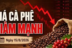 Giá cà phê hôm nay 15/8/2026 lao dốc 1.500 đồng/kg, Robusta giảm tiếp