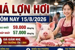 Giá lợn hơi hôm nay 15/8: Một nửa địa phương còn 57.000 đồng/kg