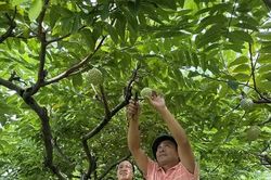 Xây dựng mã số vùng trồng - Nâng tầm thương hiệu na Bồ Lý