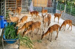Hương Cần phát triển mô hình nuôi hươu sao lấy nhung