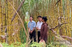 Cây trồng mở hướng giảm nghèo