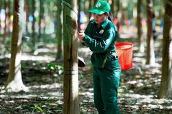 Ngày 15/8: Giá cao su trên các sàn giao dịch chủ chốt châu Á chìm trong sắc đỏ