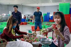 Australia đang mở thêm dư địa cho nông sản, thực phẩm Việt Nam