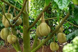 Gỡ điều kiện kinh doanh để n&ocirc;ng sản bứt ph&aacute;: Kỳ vọng từ nghị trường