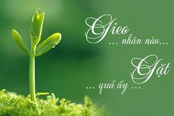 Nhân quả - những điều đã gieo