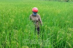 Chủ động phòng trừ rầy nâu, bảo vệ lúa hè thu