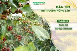 Thị trường nông sản 15/8/2026: Giá cà phê tiếp tục giảm mạnh