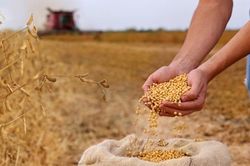 Nông dân Hoa Kỳ tích cực tìm kiếm 'đầu ra' mới thay thế thị trường Trung Quốc