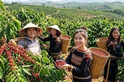 Giá cà phê hôm nay 16.8 xuống 94.800 đồng/kg, thế giới trái chiều