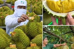 Không mở rộng diện tích sầu riêng; tập trung nâng cao năng suất, chất lượng