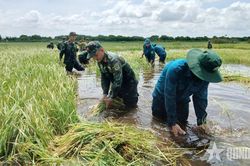 LLVT tỉnh Tây Ninh giúp dân thu hoạch lúa bị ngập nước