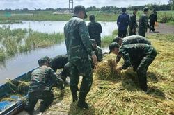 Bộ đội chèo xuồng, giúp nông dân gặt lúa chạy lũ