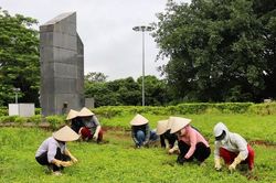 Phát động 'Chiến dịch Xanh' tại di tích Đồi A1, Điện Biên Phủ
