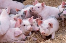 Giá heo hơi hôm nay 16/8: Duy trì đà giảm, vùng giá dao động từ 56.000 - 58.000 đồng/kg