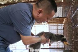 Từng mất trắng vì con 'ăn đêm, đẻ khỏe', nay thu tiền tỷ mỗi năm