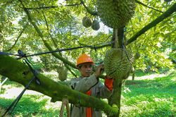 Cú 'chơi lớn' trên đồi giúp người dân Khánh Hòa thu tiền tỷ