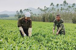 Việc làm cho đồng bào: Phú Thọ tìm lời giải từ gần 1.800 hợp tác xã