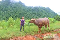 Cổ Lũng sử dụng hiệu quả nguồn vốn tín dụng chính sách