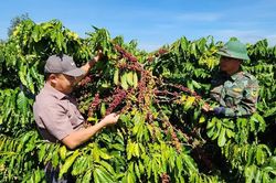 Công ty Cà phê Ia Sao 2: Dấu ấn 40 năm trên đất Tây Nguyên