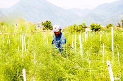 Hiệu quả từ nguồn vốn Quỹ Hỗ trợ nông dân