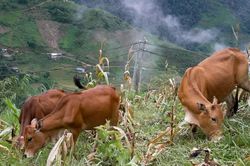 Mở hướng sản xuất hàng hóa ở Tà Xi Láng