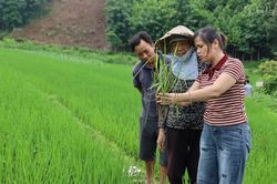 Lào Cai: Chủ động phòng trừ sâu bệnh, bảo vệ hơn 45.220 ha lúa vụ mùa
