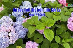 Dự báo thời tiết toàn tỉnh Sơn La ngày 17/8/2026