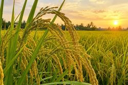 Ngày 16/8: Giá lúa tươi tại Đồng bằng sông Cửu Long biến động, gạo đi ngang