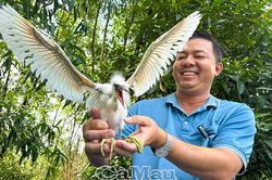 Giữ 'mái nhà' cho đàn cò