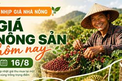 Giá nông sản hôm nay 16/8: Cà phê giảm phiên thứ tư, hồ tiêu đứng giá