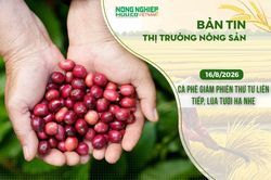 Thị trường nông sản 16/8/2026: Cà phê giảm phiên thứ tư liên tiếp, lúa tươi hạ nhẹ
