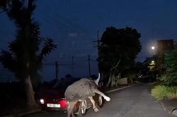 Hú hồn cảnh trâu bị ô tô tông rồi đâm đầu vào xe phía sau