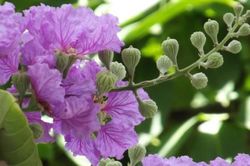 Tháng bảy chín mọng để vừa lòng nhau