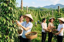 Giá hồ tiêu hôm nay 17.8 đứng giá, thị trường chờ tín hiệu mới