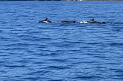 Đàn cá heo hơn 10 con bất ngờ 'ghé thăm' gần Cảng Bến Đình, Lý Sơn