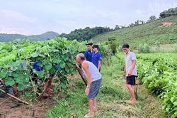 Gia Lai: Dấu ấn màu áo xanh tình nguyện tại Vĩnh Quang