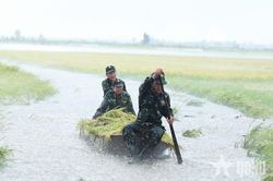 Tây Ninh: Lực lượng vũ trang giúp dân cứu lúa