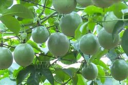 Đẩy nhanh đàm phán mở cửa thị trường cho chanh leo, bưởi