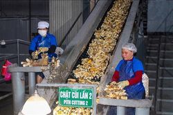 Tìm hướng phát triển bền vững ngành chế biến tinh bột sắn