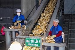 Tìm hướng phát triển bền vững ngành chế biến tinh bột sắn
