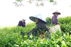 Nỗ lực tìm đầu ra cho chè Liên Sơn