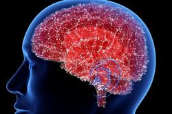 Nấm Nam Cực mở ra hy vọng mới về thuốc điều trị bệnh Alzheimer