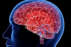 Nấm Nam Cực mở ra hy vọng mới về thuốc điều trị bệnh Alzheimer